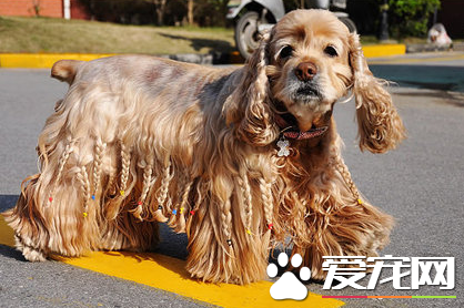 美國可卡犬如何訓練 活潑好動的狗狗比較容易訓練