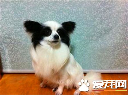 蝴蝶犬怎麼訓練如廁 蝴蝶犬想上廁所的時候來訓練
