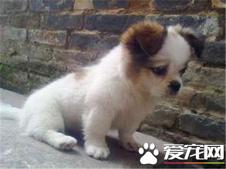 蝴蝶犬怎麼訓練如廁 蝴蝶犬想上廁所的時候來訓練