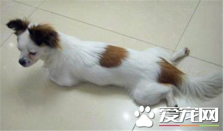 蝴蝶犬怎麼訓練它立刻跑過來 手勢建立條件反射