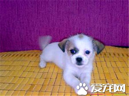 蝴蝶犬怎麼訓練如廁 蝴蝶犬想上廁所的時候來訓練