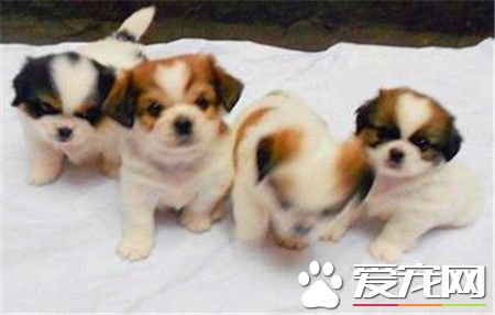 蝴蝶犬怎麼訓練它立刻跑過來 手勢建立條件反射