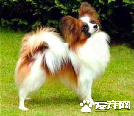 蝴蝶犬怎麼訓練它立刻跑過來 手勢建立條件反射