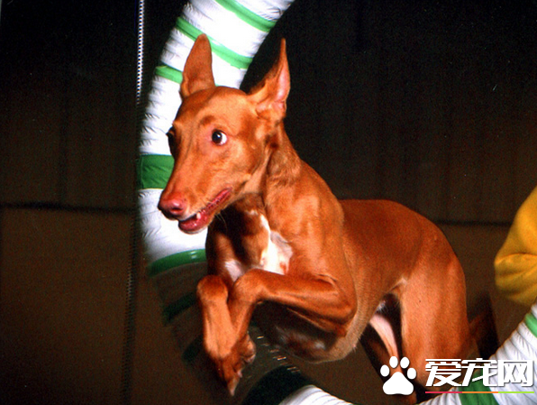 法老王獵犬怎麼訓練 獎勵是犬最喜歡的一種訓練方式