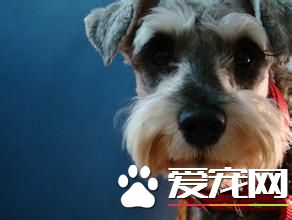 巨型雪納瑞訓練 訓練在固定場所大小便