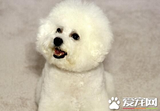 薩摩耶犬如何訓練 3個月到6個月是最佳訓練時間