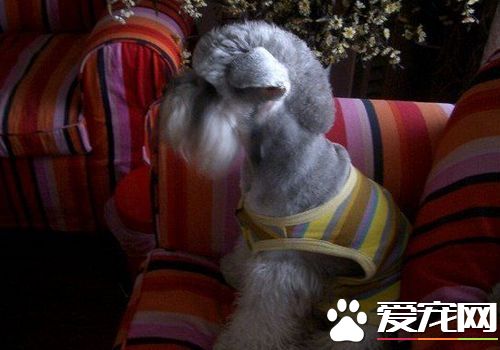 迷你雪納瑞的訓練 最好的辦法是經常地誇獎和撫摸