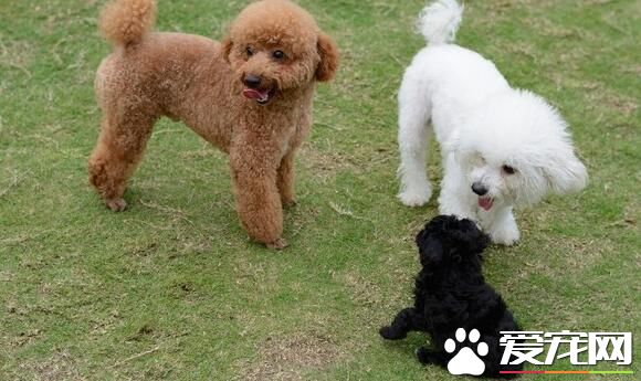 薩摩耶犬如何訓練 3個月到6個月是最佳訓練時間