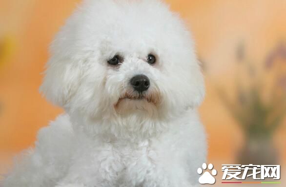 薩摩耶犬如何訓練 3個月到6個月是最佳訓練時間