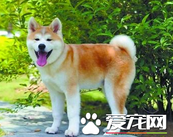 秋田犬的訓練 首先要得到秋田犬的信任和尊重