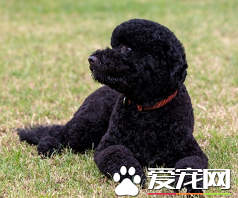 葡萄牙水犬怎樣訓練 咬人訓練要嚴厲訓斥葡萄牙水犬