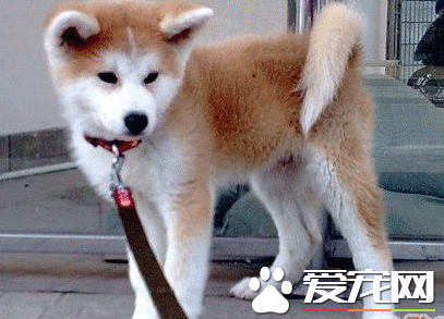 秋田犬怎麼訓練  訓練秋田犬要獎罰分明