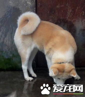 秋田犬怎麼訓練  訓練秋田犬要獎罰分明