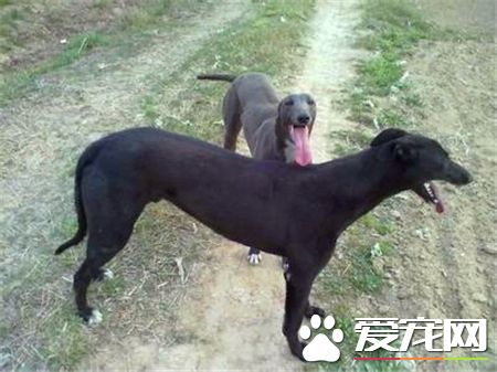 靈缇狗怎麼訓練逮兔子 3到4個月可以做獵兔練習