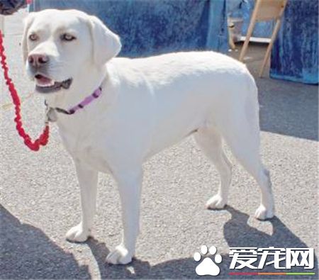 拉布拉多尋回犬訓練難度 間接懲罰調教法來訓練