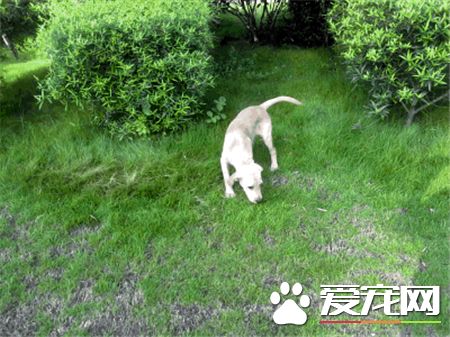拉布拉多尋回犬訓練難度 間接懲罰調教法來訓練