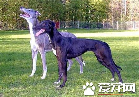 靈缇狗怎麼訓練逮兔子 3到4個月可以做獵兔練習
