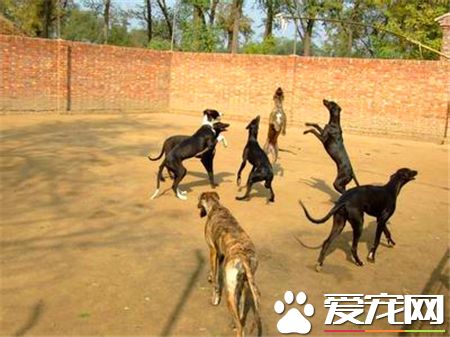 靈缇狗怎麼訓練逮兔子 3到4個月可以做獵兔練習