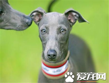 靈缇犬如何訓練 訓練的時候需要強制和威壓