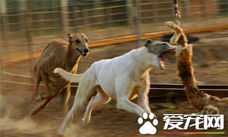 靈缇犬如何訓練 訓練的時候需要強制和威壓
