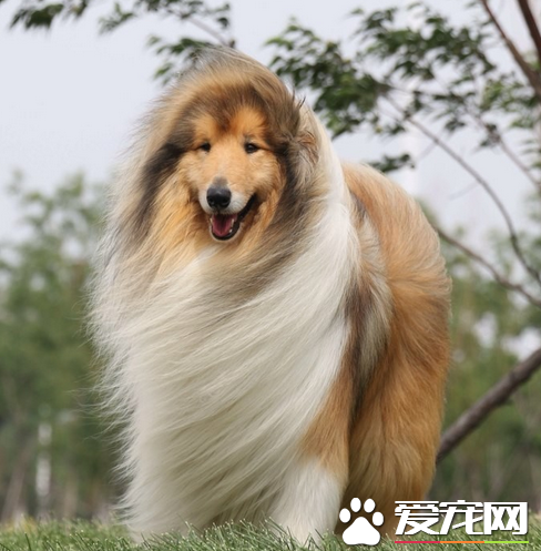 蘇格蘭牧羊犬的訓練 最好不要常用鏈子拴住