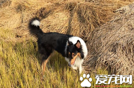 蘇格蘭牧羊犬的訓練 最好不要常用鏈子拴住
