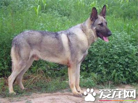 靈缇犬如何訓練 訓練的時候需要強制和威壓