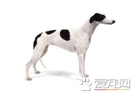 靈缇怎麼訓練坐下 把手放在狗腰上向下壓