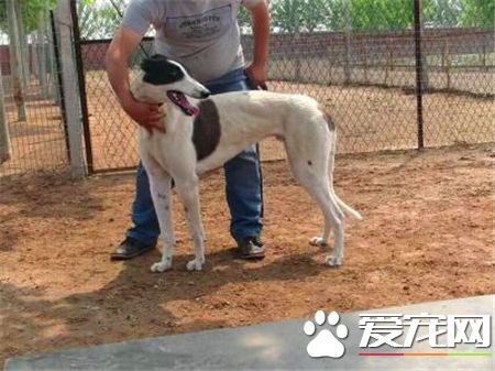 靈缇怎麼訓練坐下 把手放在狗腰上向下壓