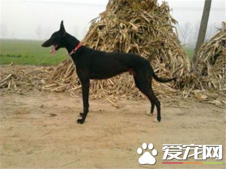 靈缇怎麼訓練坐下 把手放在狗腰上向下壓