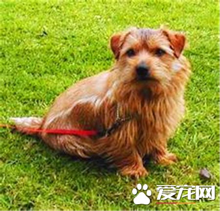 羅福梗幾個月訓練最好 6個月的時候就可以嘗試訓練