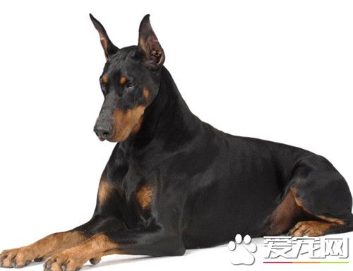 杜賓犬基礎訓練 杜賓犬的牽引工具要牢固