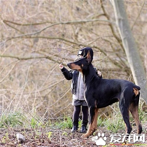 杜賓犬好訓嗎 每個口令或動作都要經常鞏固