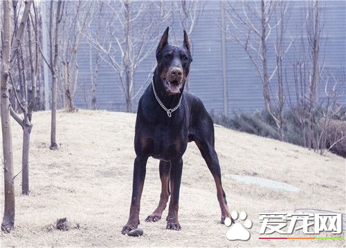 杜賓犬基礎訓練 杜賓犬的牽引工具要牢固