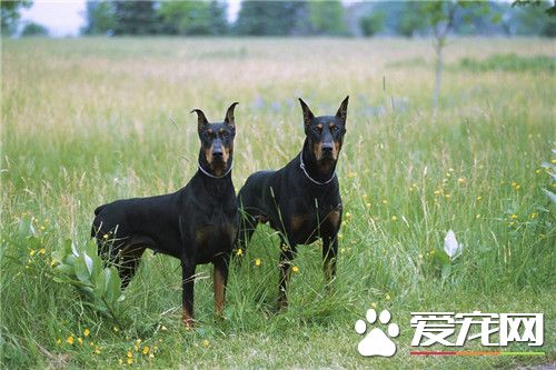 杜賓犬好訓嗎 每個口令或動作都要經常鞏固