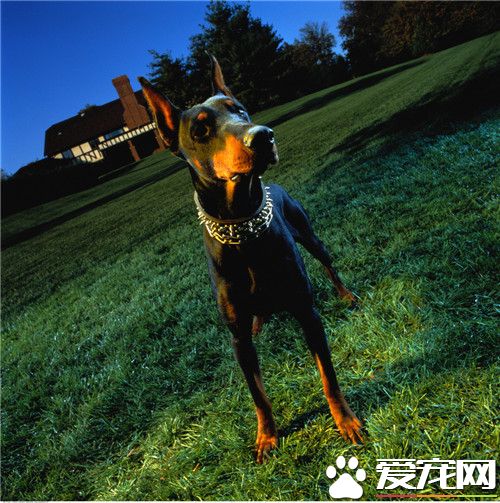 杜賓犬基礎訓練 杜賓犬的牽引工具要牢固