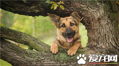 德國牧羊犬訓練方法和步驟 可以用誘發引導來訓練