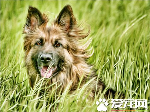 德國牧羊犬訓練方法和步驟 可以用誘發引導來訓練
