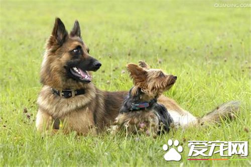 德國牧羊犬訓練教程 聽到其他口令之前一直保持坐姿