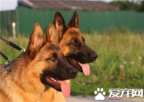 德國牧羊犬訓練方法和步驟 可以用誘發引導來訓練
