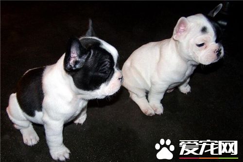 法國斗牛犬好訓練嗎 2個月開始為黃金時間