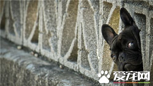 德國牧羊犬訓練教程 聽到其他口令之前一直保持坐姿