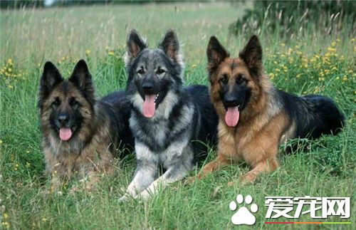德國牧羊犬訓練教程 聽到其他口令之前一直保持坐姿