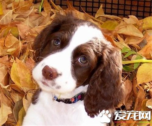 史賓格犬好訓練嗎 史賓格犬智商高容易訓練