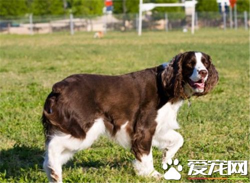 史賓格犬好訓練嗎 史賓格犬智商高容易訓練