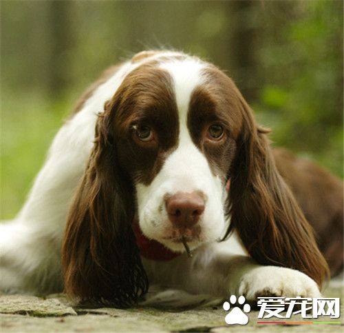 史賓格犬如何訓練 充足的運動量可以消耗狗的精力