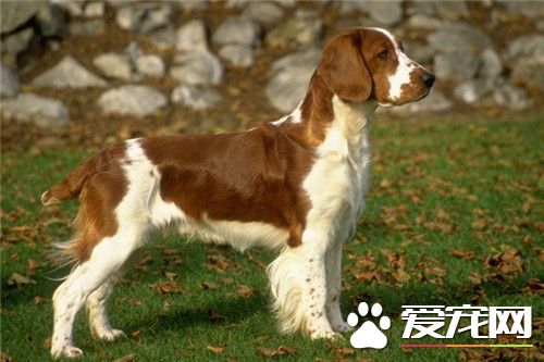 史賓格犬訓練方法 要適度的回應並表示贊賞