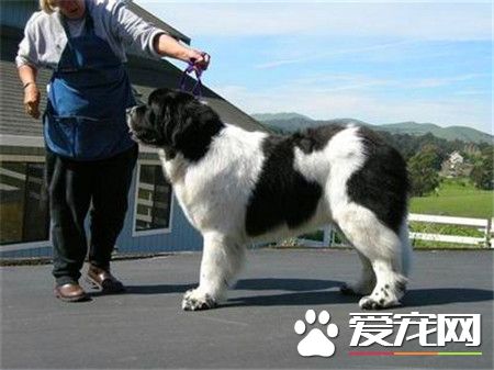 紐芬蘭犬怎麼訓練 可以使用強迫手段進行訓練