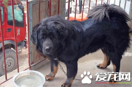 紐芬蘭犬怎麼訓練 可以使用強迫手段進行訓練