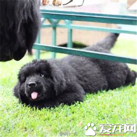 紐芬蘭犬怎麼訓練 可以使用強迫手段進行訓練